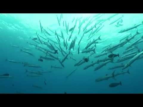 Palau Underwater Mediation Moment