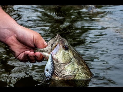 Catch MORE Fish With this Tip!