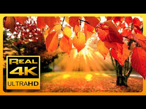 4K Autumn Forest & Relaxing Piano Music - Beautifull Fall Leaf Colors in 4K UHD - 2 Hours