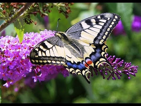 Butterflies and Flowers - 1 Hour Nature Meditation with Soothing Music