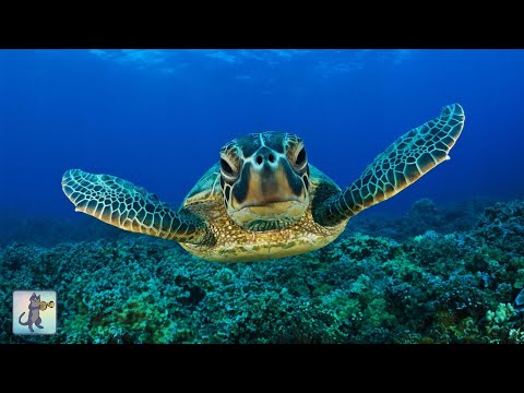 ★❤★ GIANT SEA TURTLES • CORAL REEF FISH • 3 HOURS • BEST RELAX MUSIC • 1080p HD ★❤★