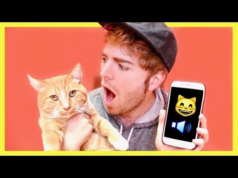 TALKING TO MY CAT WITH A CAT TRANSLATOR