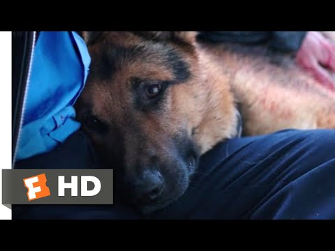 A Dog's Purpose (2017) - I Need to Rest Scene (5/10) | Movieclips