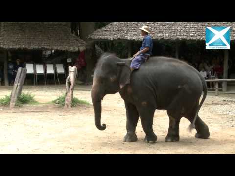 Travel and Beyond- Maesa Elephant Camp