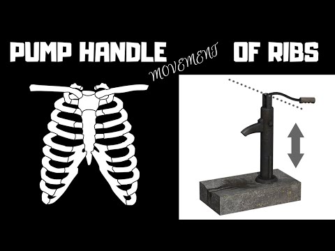Pump Handle Movement of Ribs
