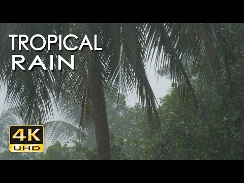 4K Tropical Rain & Relaxing Nature Sounds - Ultra HD Nature Video - Sleep/ Relax/ Study/ Meditate