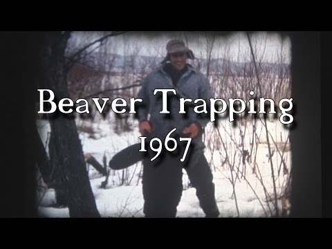 Life of a Beaver Trapper 1967