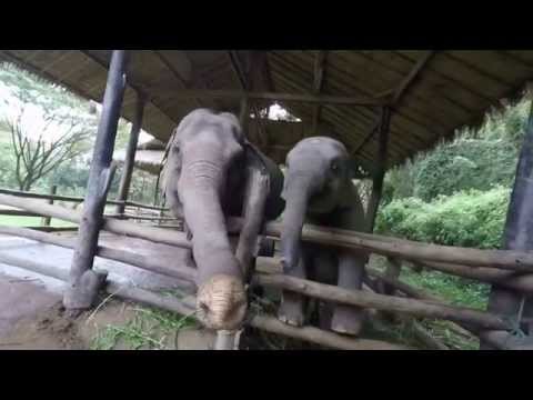 Trip to Maesa elephant camp Chiang Mai Thailand