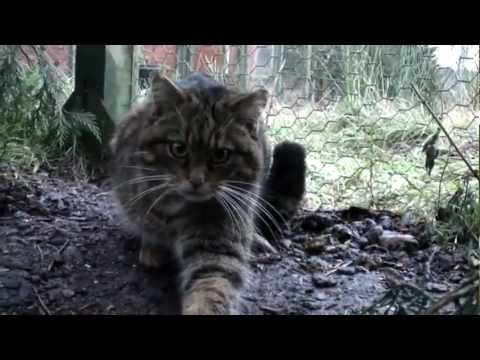 The making of wildlife documentary Last of the Scottish Wildcats