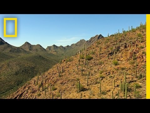 Best of Saguaro National Park | America's National Parks