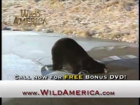 Wild America Dangerous Encounters