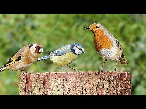 TV for Cats and Dogs - Birds Chirping on The Garden Log : 8 HOURS
