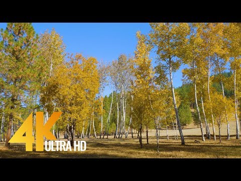 Fall Foliage Episode-1 | Beautifull Fall Leaf Colors & Relaxing Music in 4K UHD