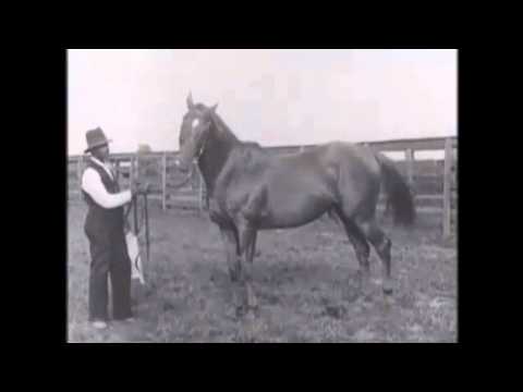 The Greatest Racehorse In History