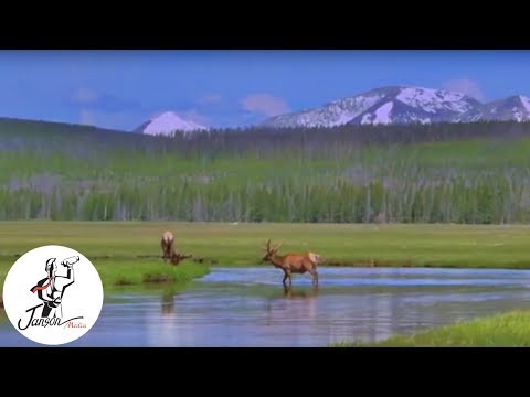 Elk In America (Trailer)