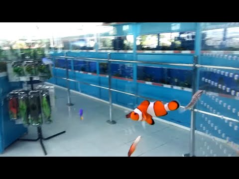 Funny Situations - Finding Nemo Fish Tank REAL no movie