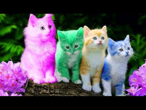 Cute Kitten Cat Colorful Learning Color Video For Kids - Funny Educational Videos for Kids Toddlers