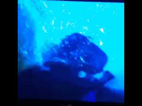 Shark Zone shark attack clip 2