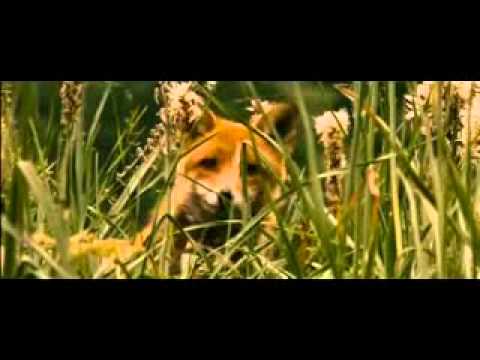 Trailer - The Fox and the Child.