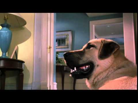 Cats & Dogs - Trailer