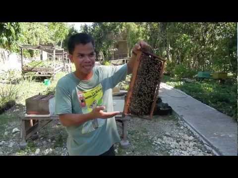 Bohol Bee Farm - Panglao Island Tour - WOW Philippines Travel Agency