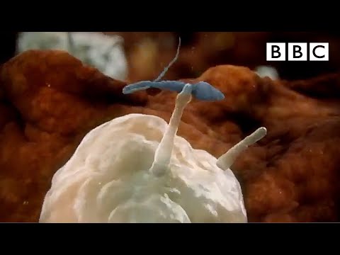 Sperm attacked by woman's immune system - Inside the Human Body: Creation - BBC One