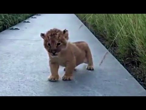 Lion Cub Trying To Roar Is The Cutest Thing Ever
