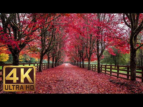 3.5 HRS - Soothing/Romantic/Ambient Piano Music with Fall Foliage Scenery - Part 9
