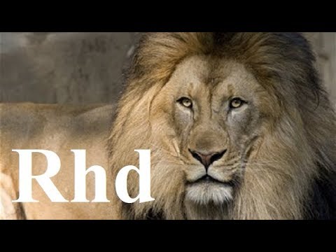 lions hunting pride, Hyenas, Cheetah, Predators,   Nature 2018 HD Documentary.