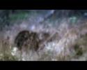 Scotland's Tigers; Scottish wildcats DVD, Highlands wild cat