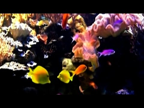 Children's Aquarium: Finding the Real Nemo & Dory (Trailer)