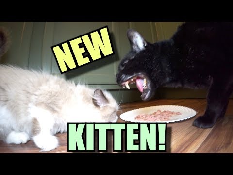 Talking Kitty Cat - Meet The New Kitten!