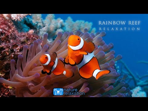 3HRS Stunning Underwater Footage + Relaxing Music | French Polynesia, Indonesia 4K Upscale
