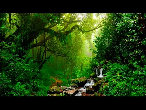 Relaxing Music - Flute, Gentle Birds and Rainforest Sound