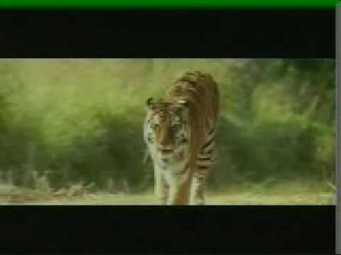KAAL, The Wildest Tiger Movie Ever Made