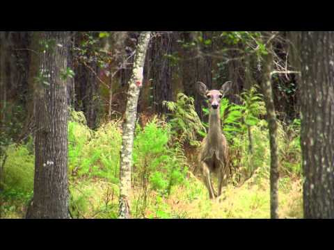 Nature: The Private Life of Deer - Trailer