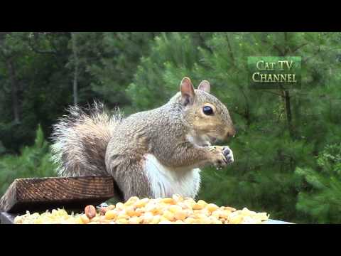 CAT TV (Television for Cats) - Squirrel Eating Corn
