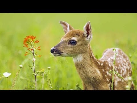 The Private Life of Deer - Amazing Nature Documentary (HD)