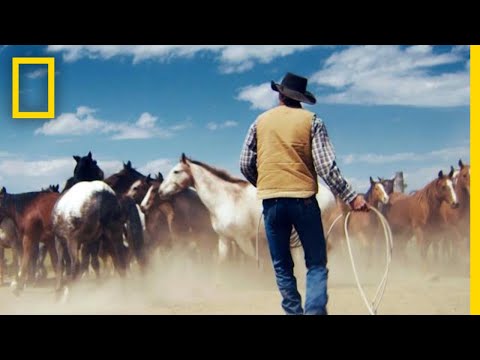 Wrangling Wild Horses in the Mountains of Montana | Short Film Showcase
