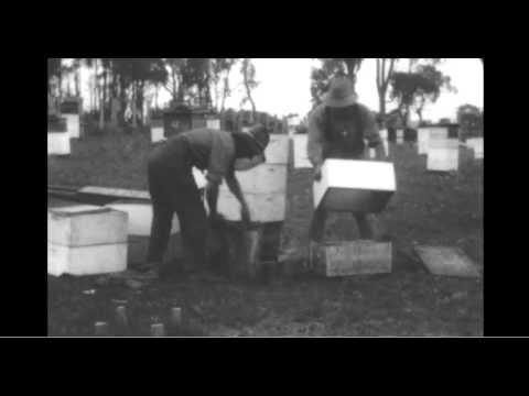 W. S. Pender (Pender Brothers Ltd) Beekeeping Film (c.1926)