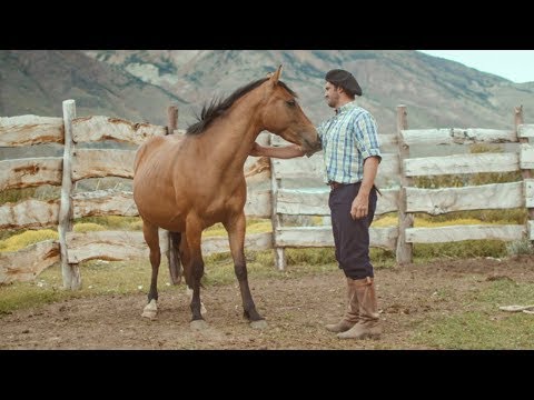 Wild Patagonian horse is masterfully tamed | Wild Patagonia | BBC Earth