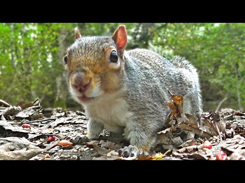 Entertainment Videos For Cats and Dogs To Watch - Squirrel and Bird Fun