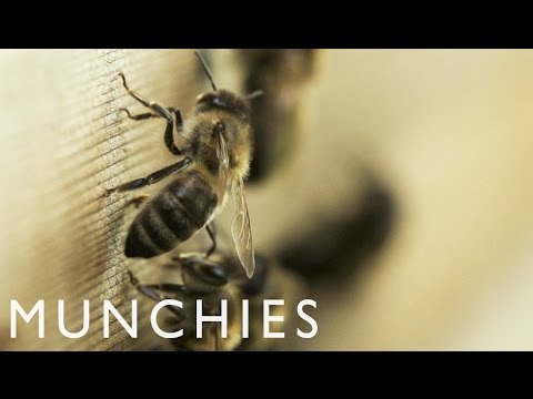 The Liquid Gold of Urban Beekeeping